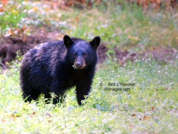 Bear Cub